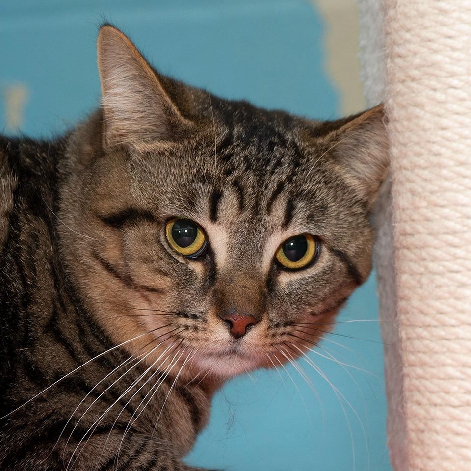 Tom, Adoptable, Kitten Male Domestic Short Hair.