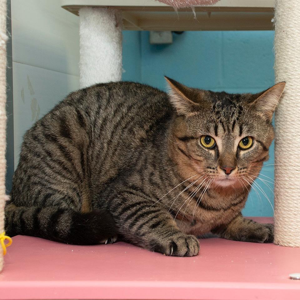 Tom, a Adoptable Domestic Short Hair in Troy, OH image 2/2