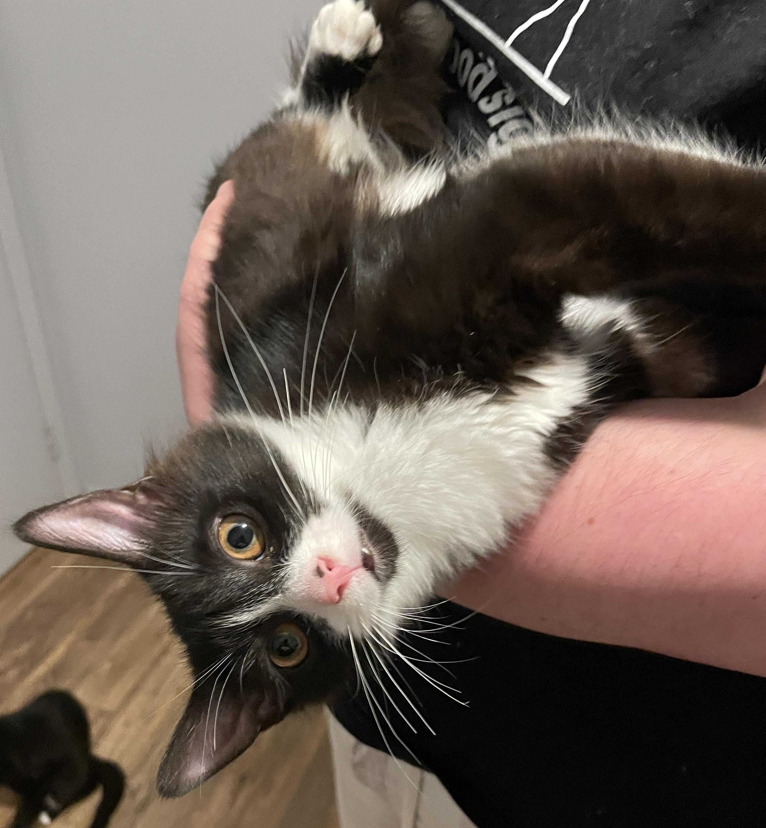 Marigold, Adoptable, Kitten Female Domestic Medium Hair.