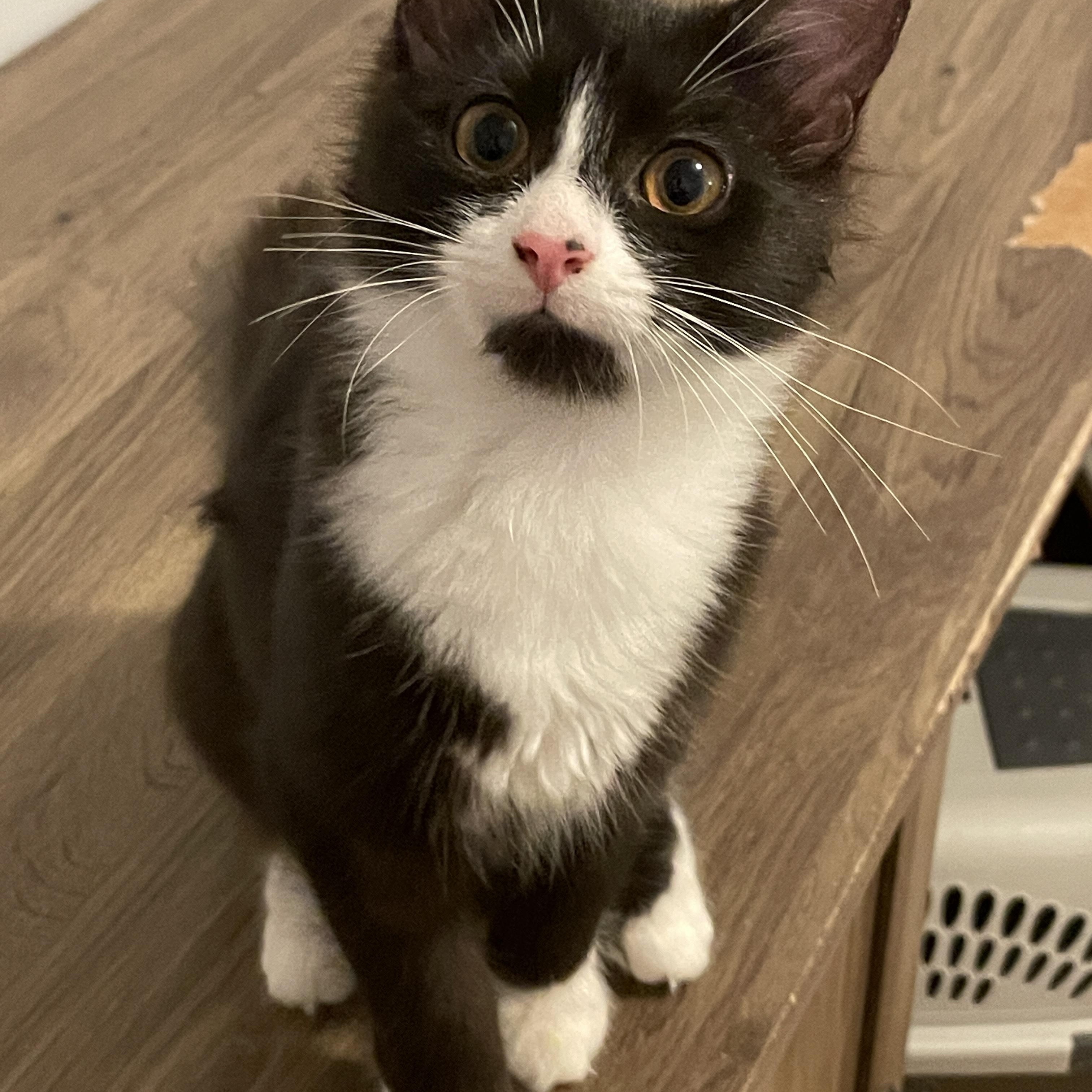 Enlarge Marigold, a Adoptable Domestic Medium Hair in Douglas, MA image 2/4