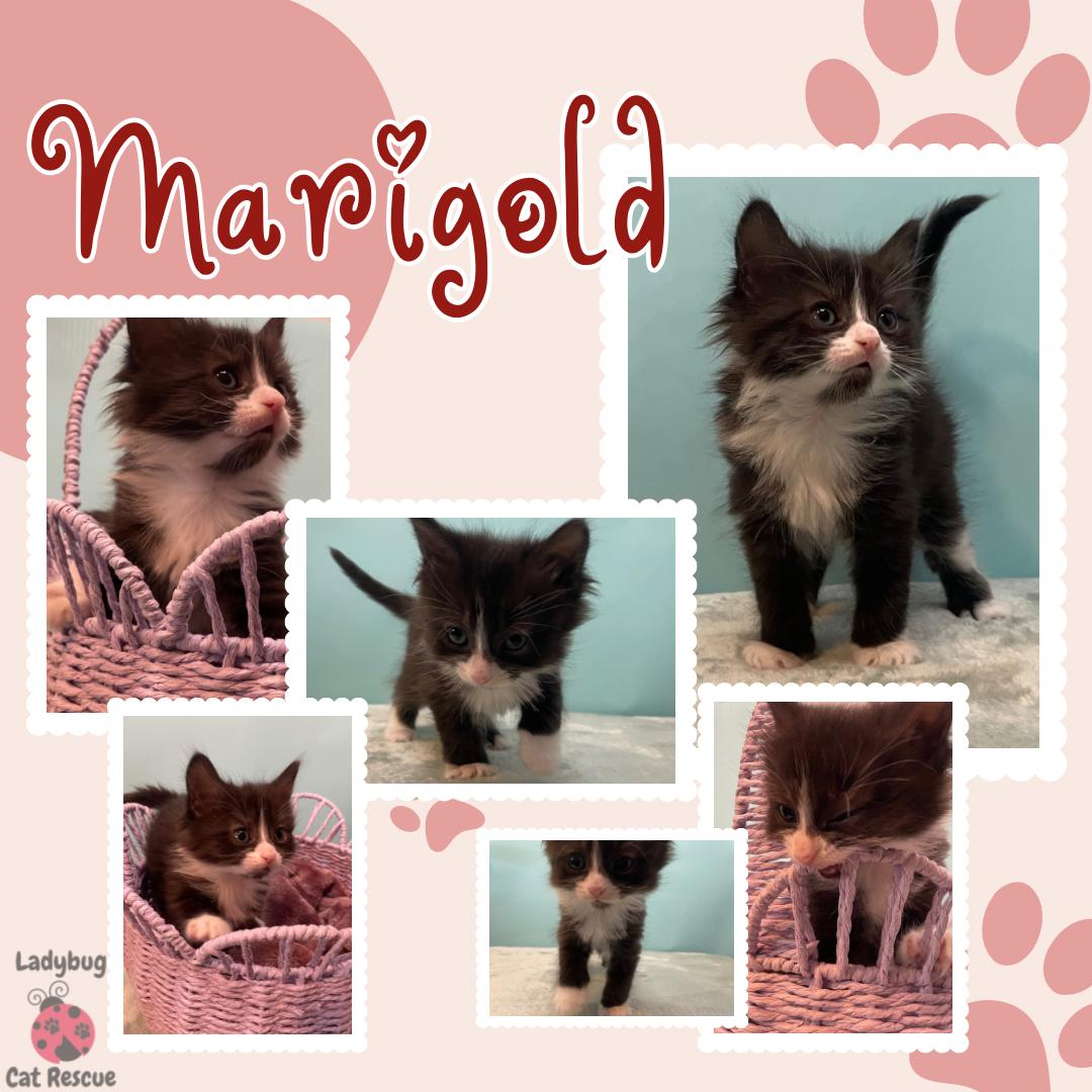 Enlarge Marigold, a Adoptable Domestic Medium Hair in Douglas, MA image 4/4