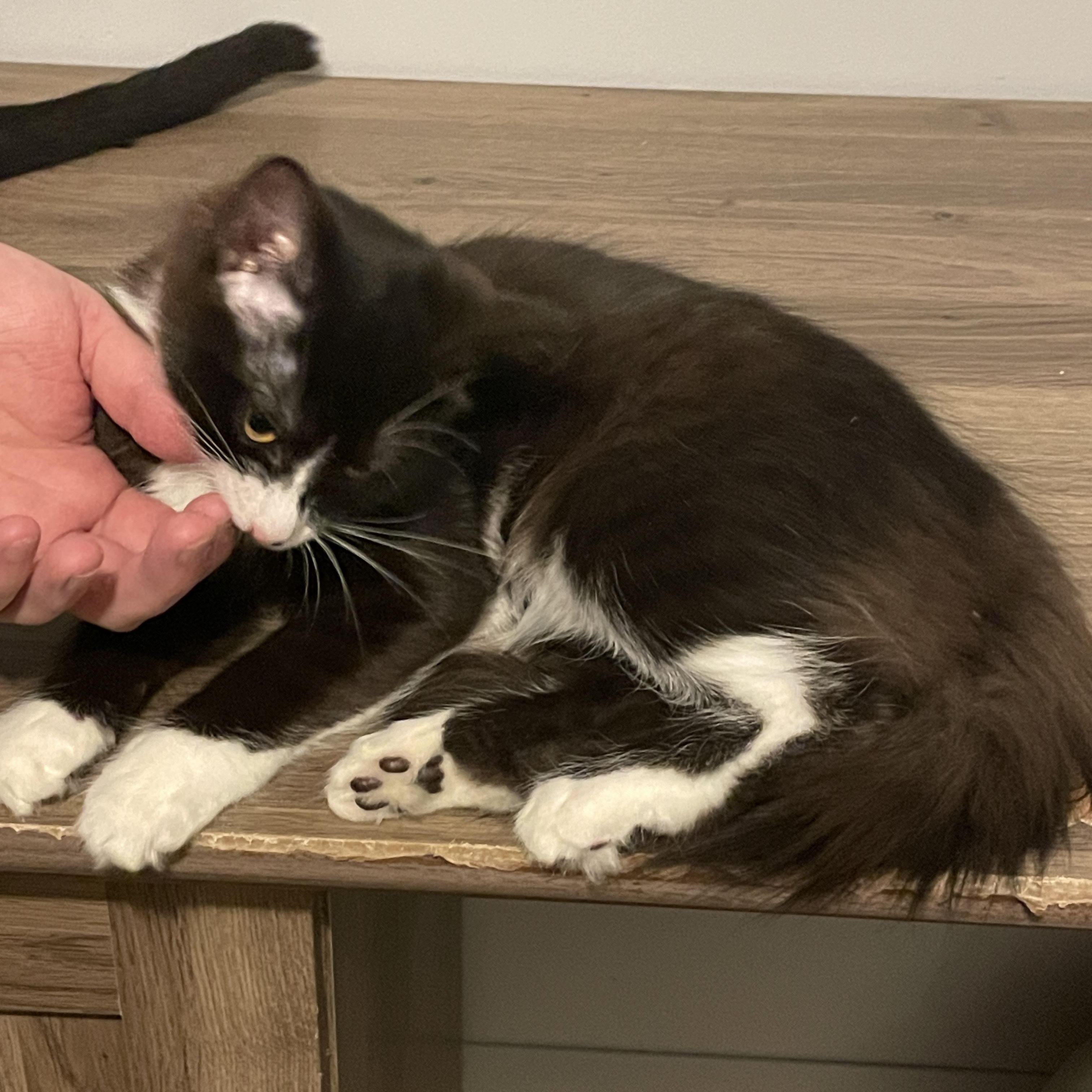 Enlarge Marigold, a Adoptable Domestic Medium Hair in Douglas, MA image 3/4