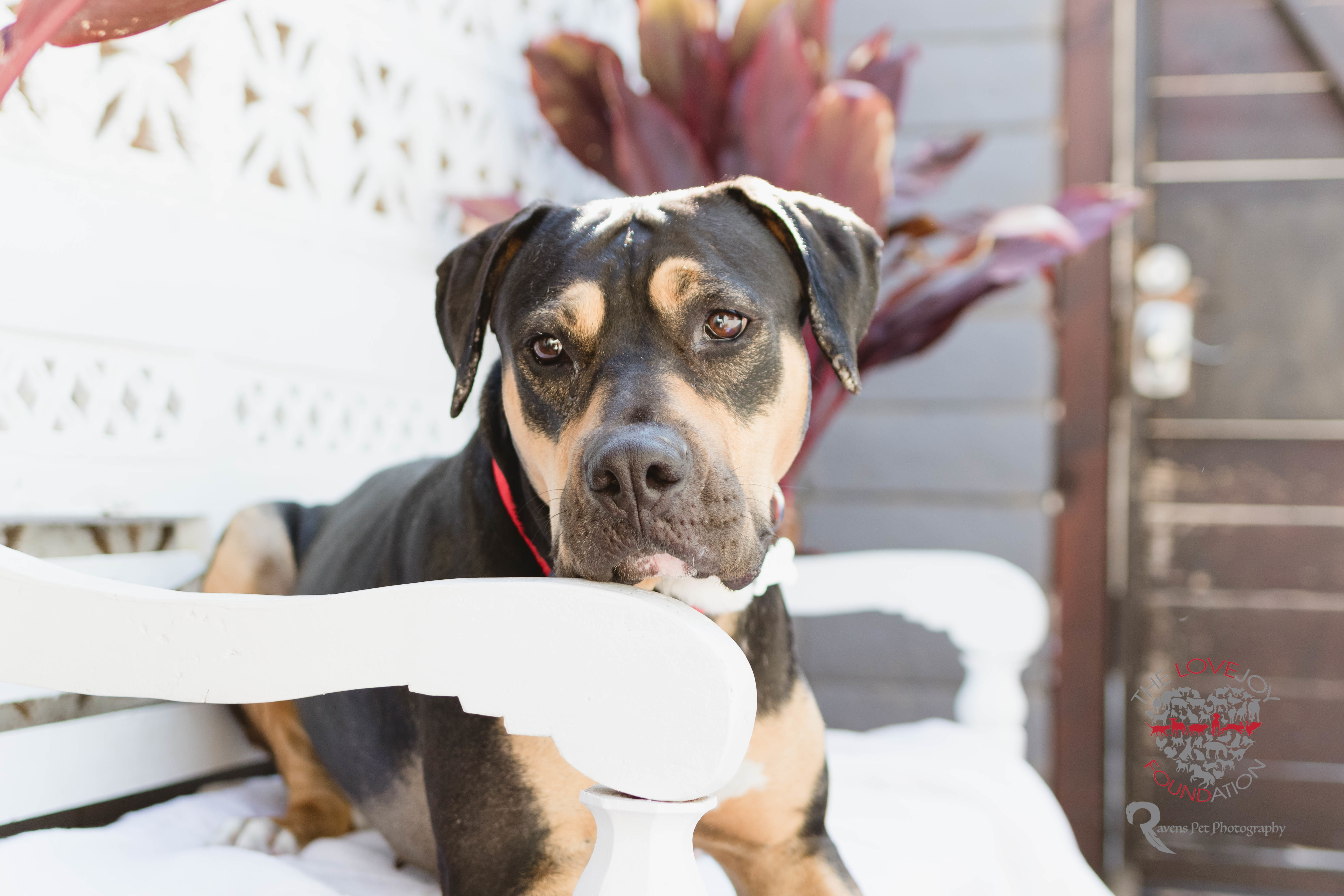 Enlarge Allie, a Adoptable mixed breed in Inglewood, CA image 1/10