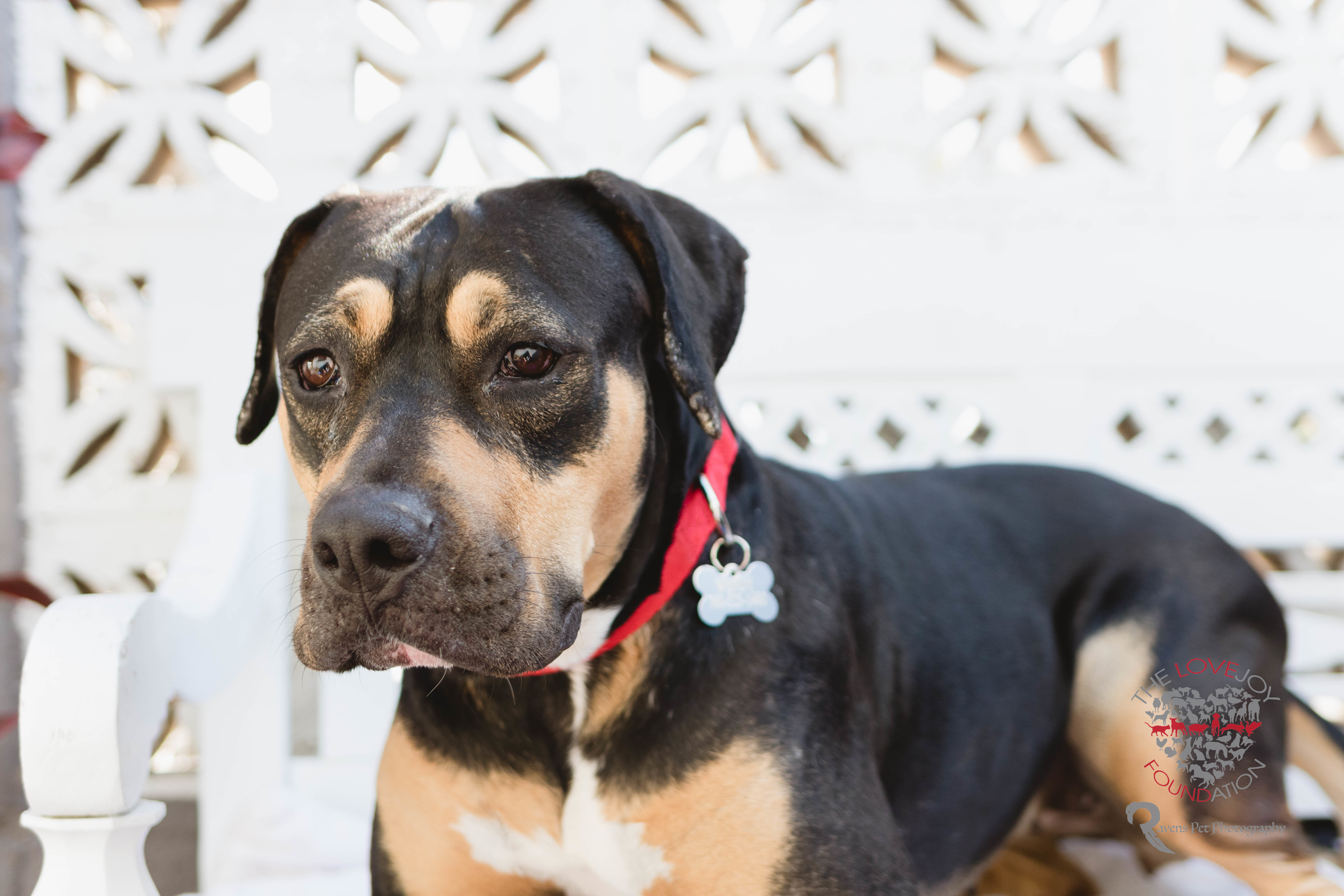 Enlarge Allie, a Adoptable mixed breed in Inglewood, CA image 2/10