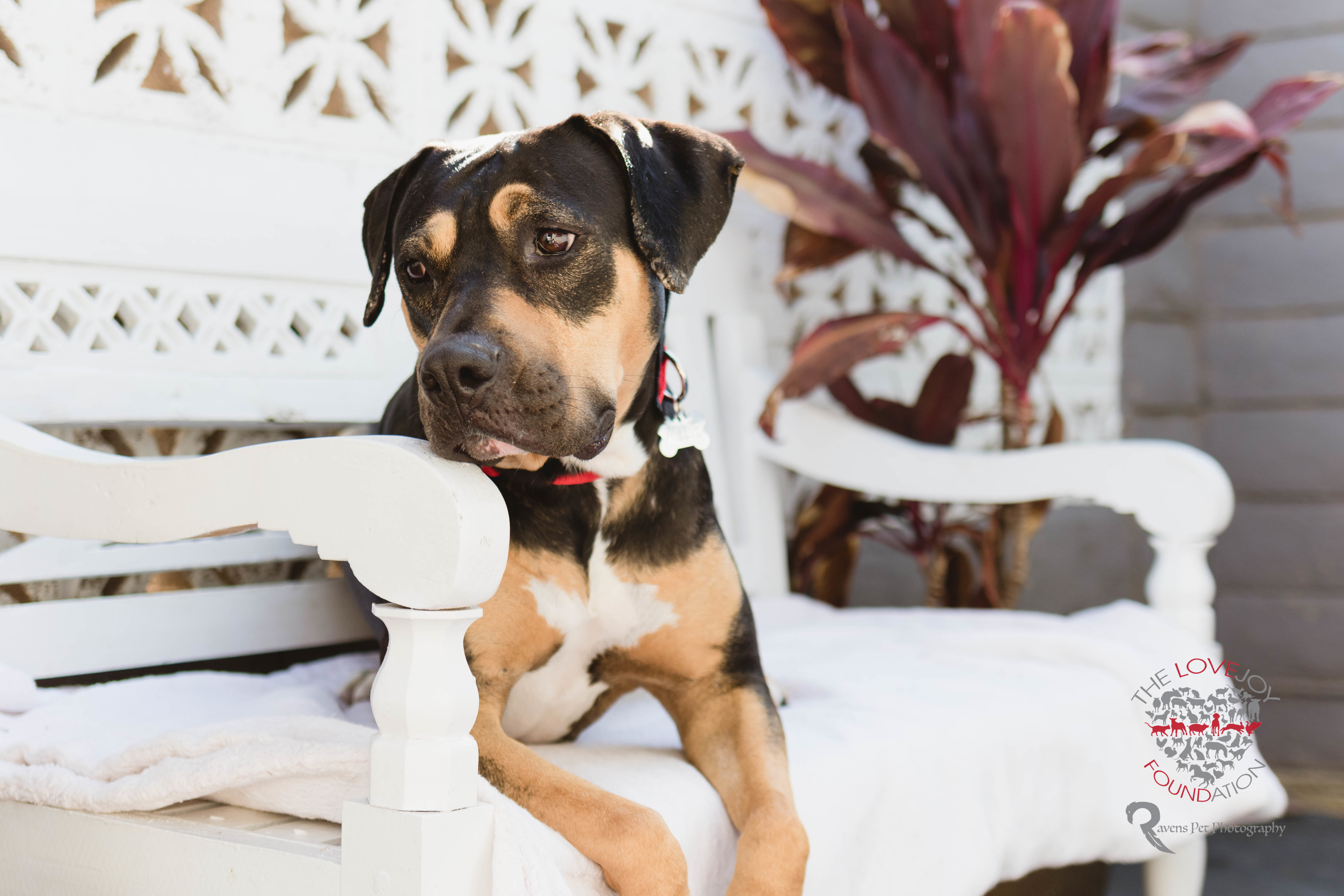 Enlarge Allie, a Adoptable mixed breed in Inglewood, CA image 3/10