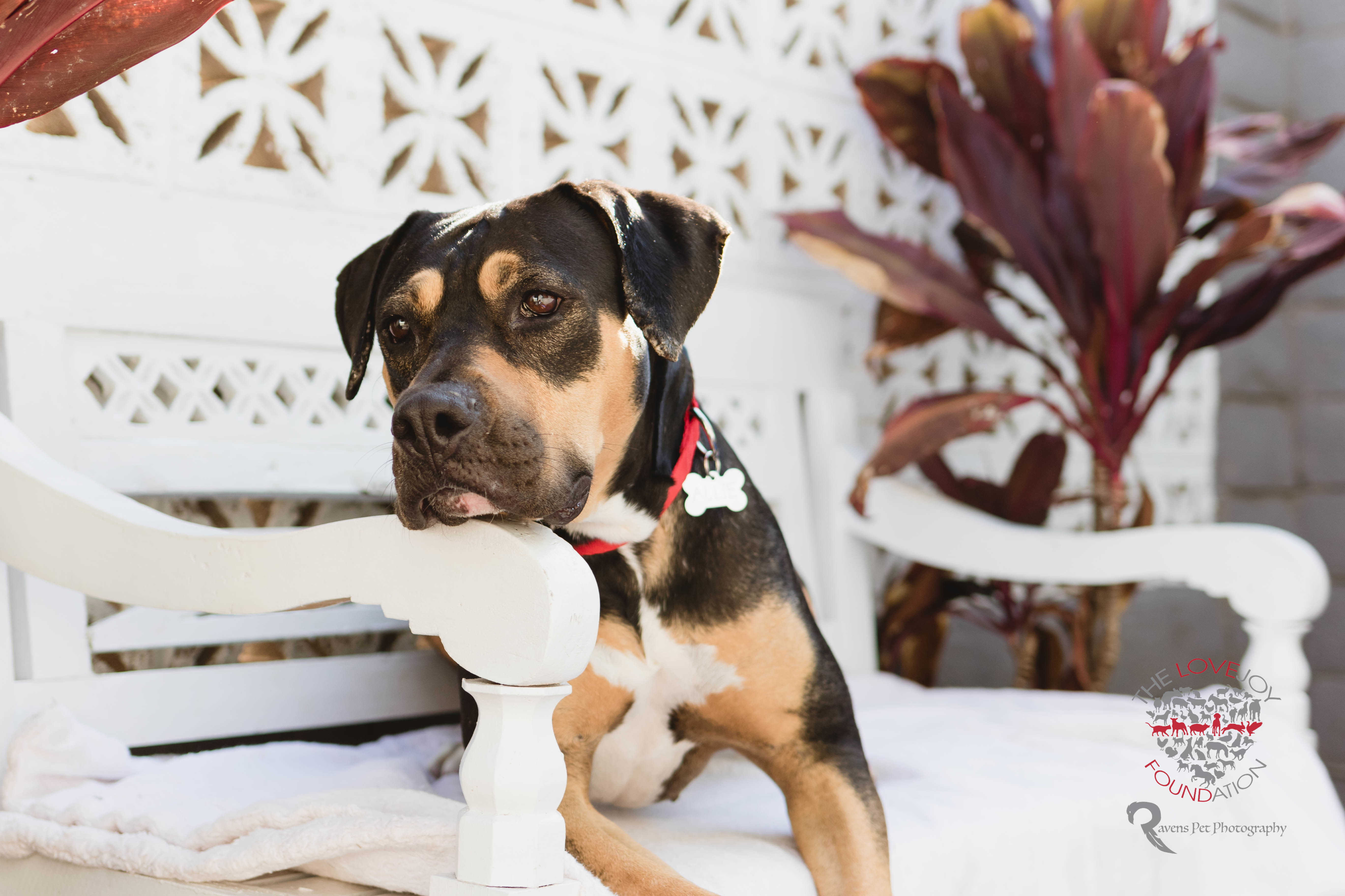 Enlarge Allie, a Adoptable mixed breed in Inglewood, CA image 4/10