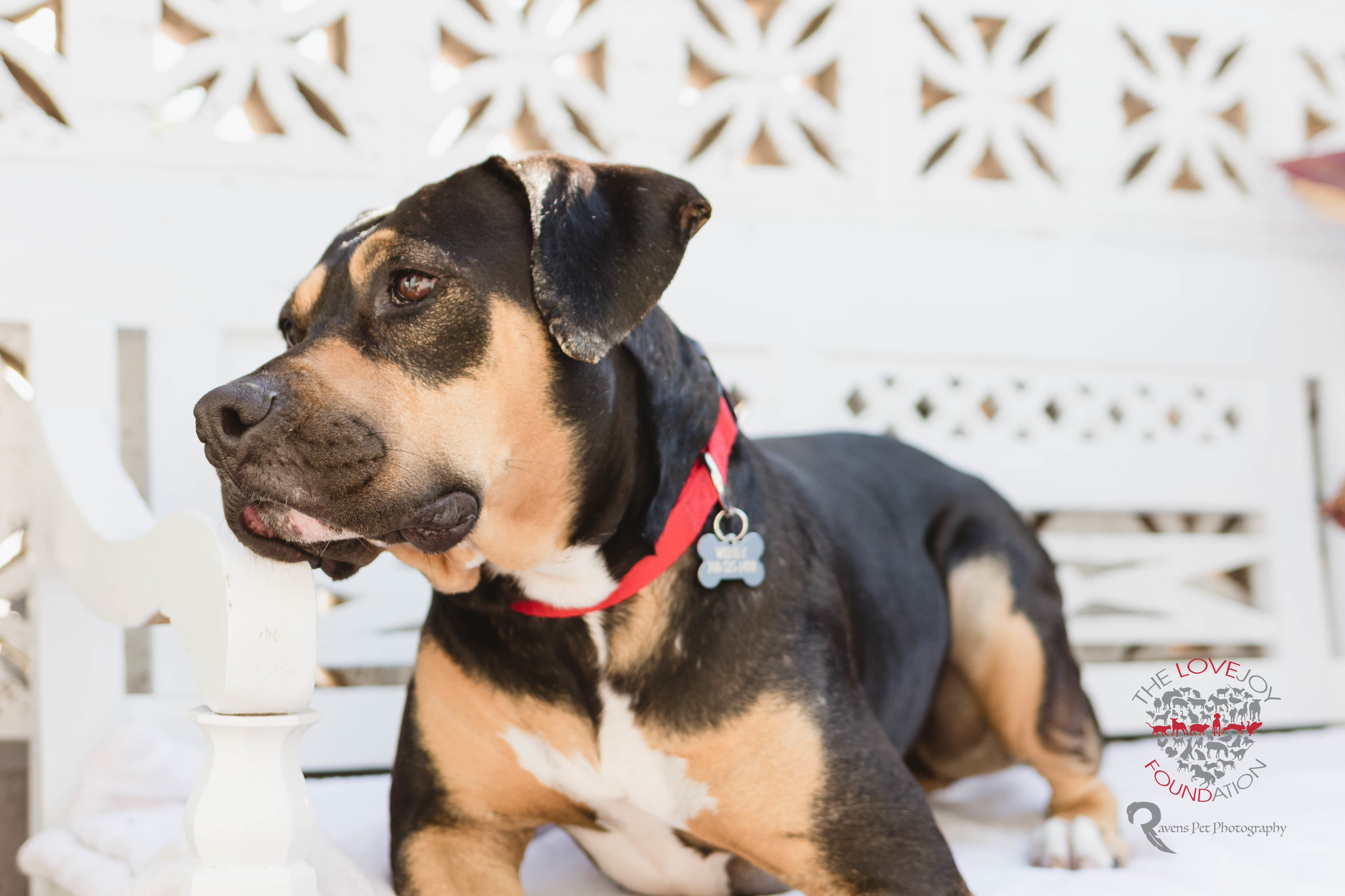 Enlarge Allie, a Adoptable mixed breed in Inglewood, CA image 5/10