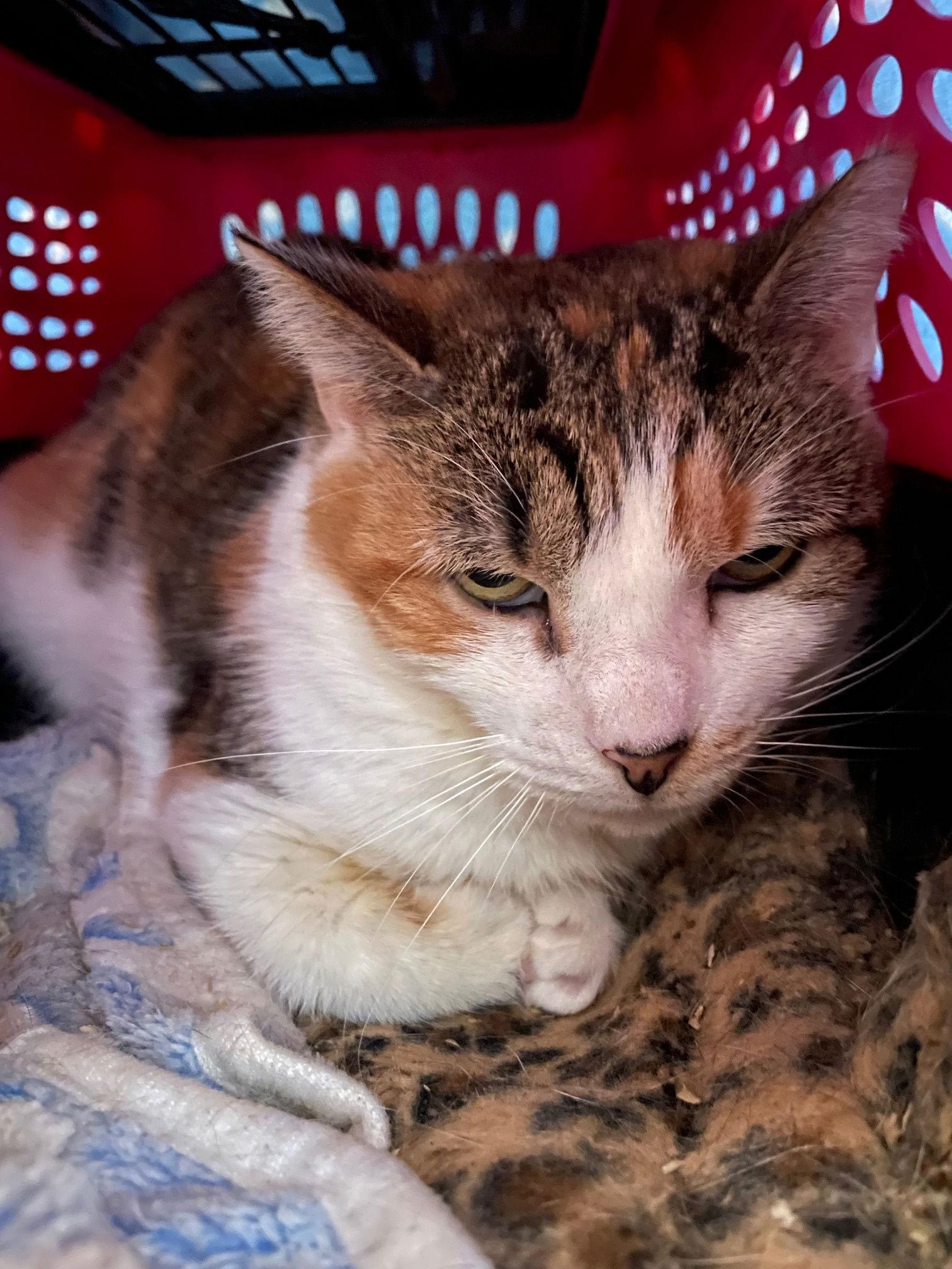 Enlarge Lottie, a Adopted Domestic Short Hair in Flint Hill, VA image 1/1