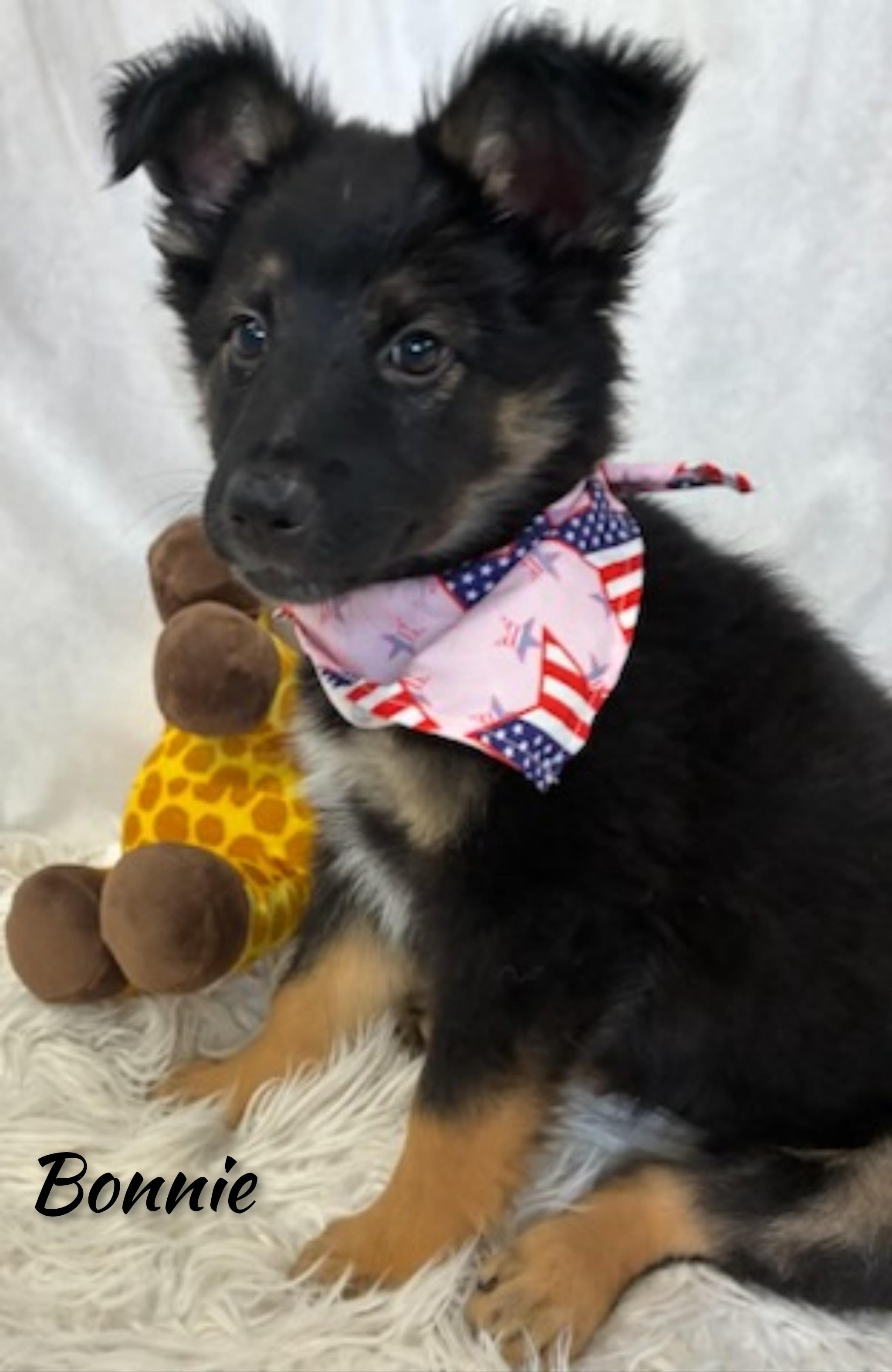 Enlarge Bonnie, an adopted mixed breed in Fredericksburg, VA image 4/6
