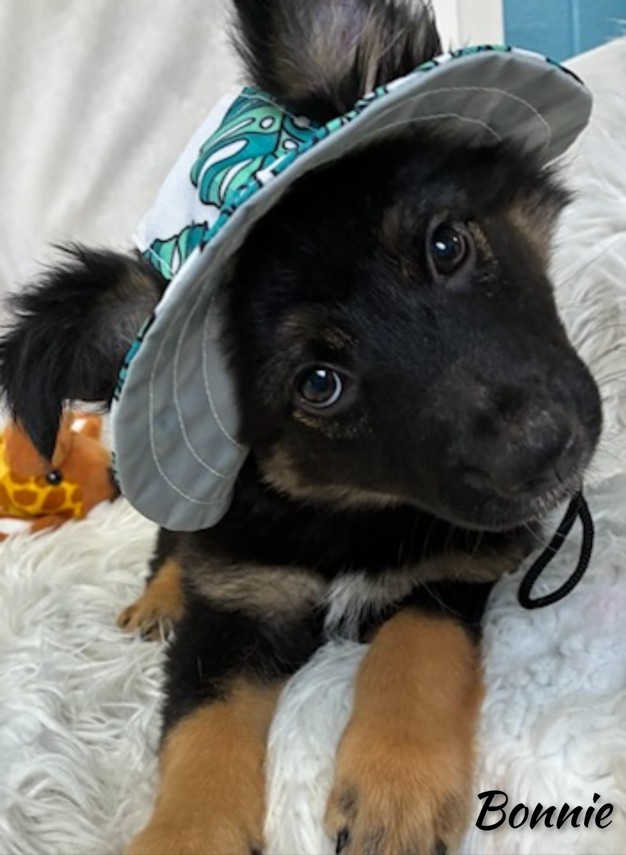 Enlarge Bonnie, an adopted mixed breed in Fredericksburg, VA image 2/6