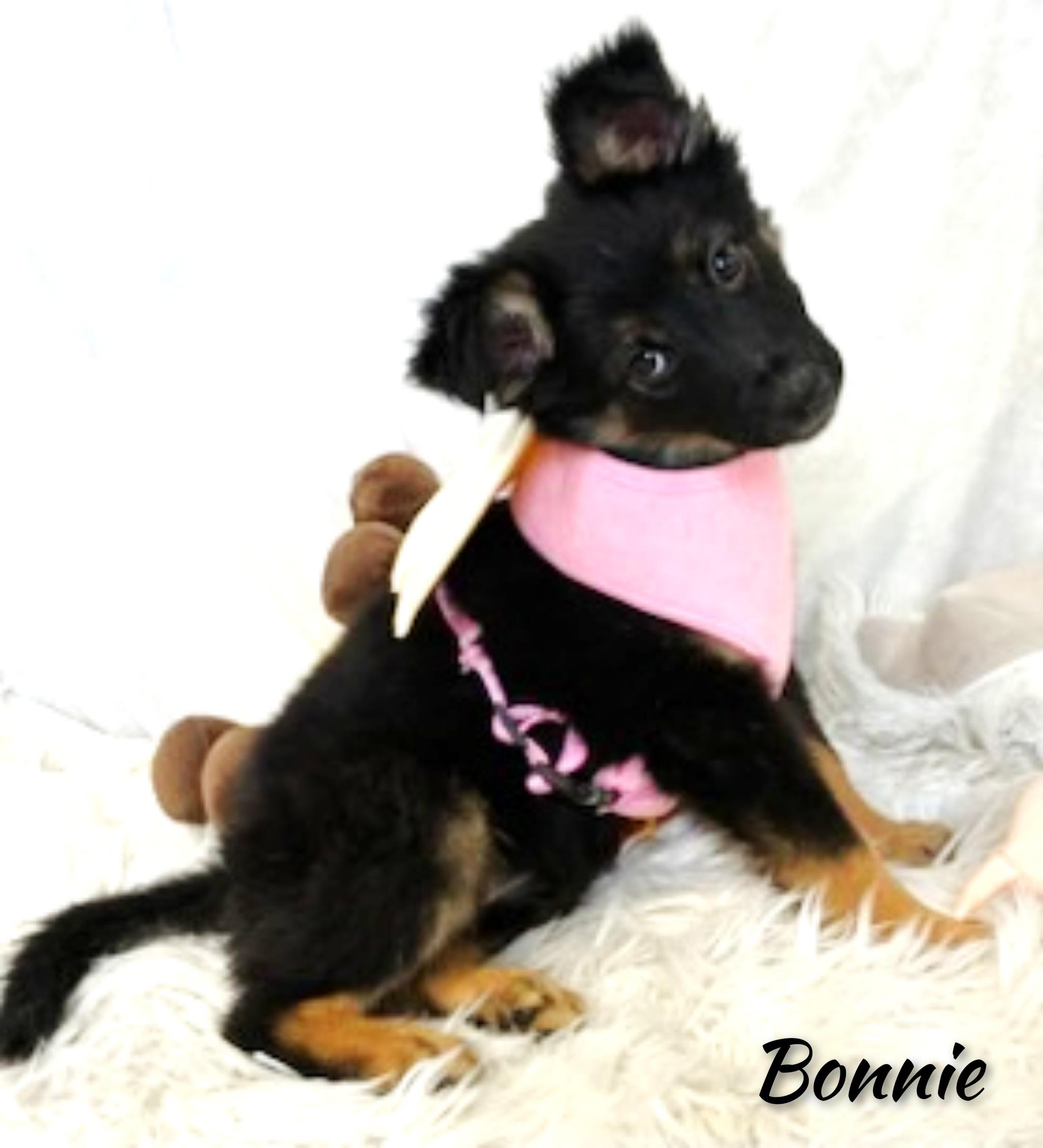 Enlarge Bonnie, an adopted mixed breed in Fredericksburg, VA image 3/6