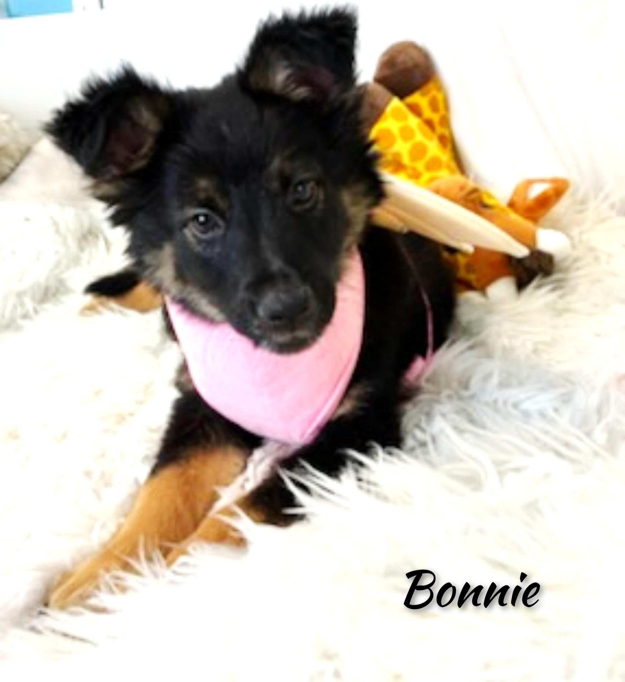 Bonnie, adopted, Puppy Female German Shepherd Dog.