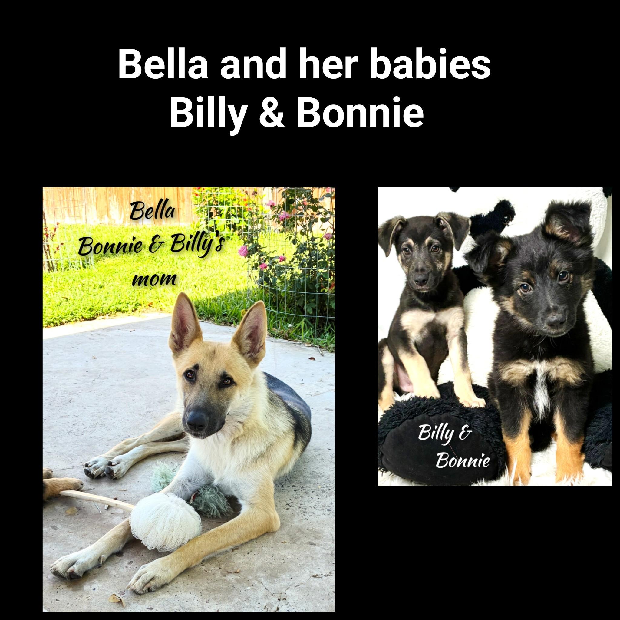 Enlarge Bonnie, an adopted mixed breed in Fredericksburg, VA image 5/6