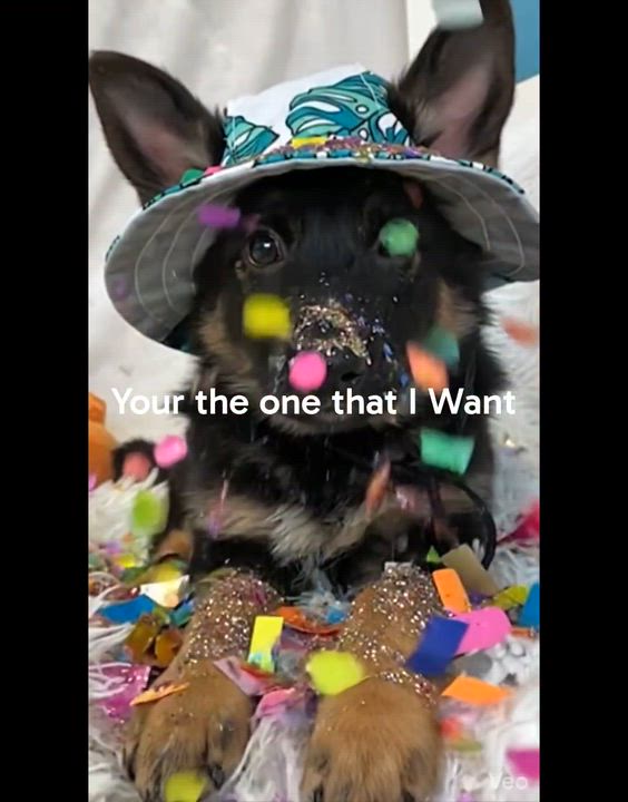 Enlarge Bonnie, an adopted mixed breed in Fredericksburg, VA video 6/6