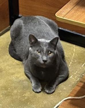 Kiff, Adoptable, Adult Male Russian Blue & Domestic Short Hair.