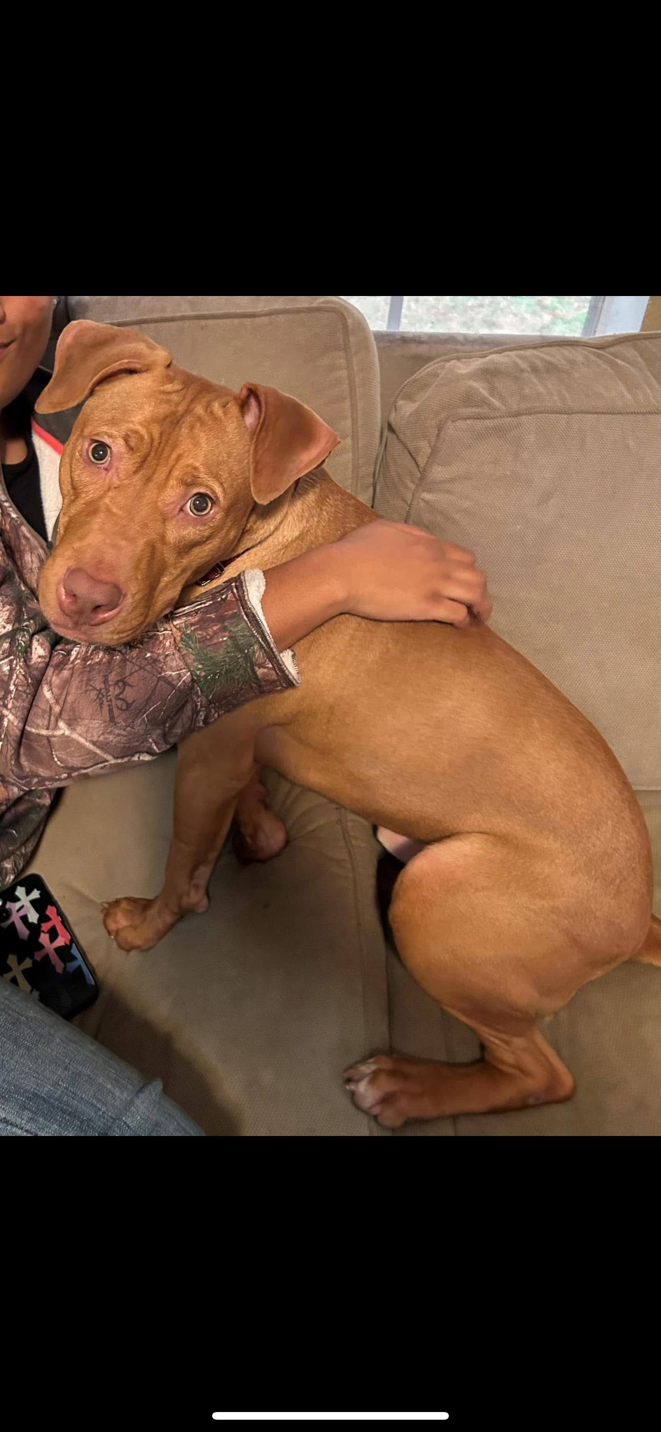 Pumpkin, Adoptable, Adult Male Mixed Breed.