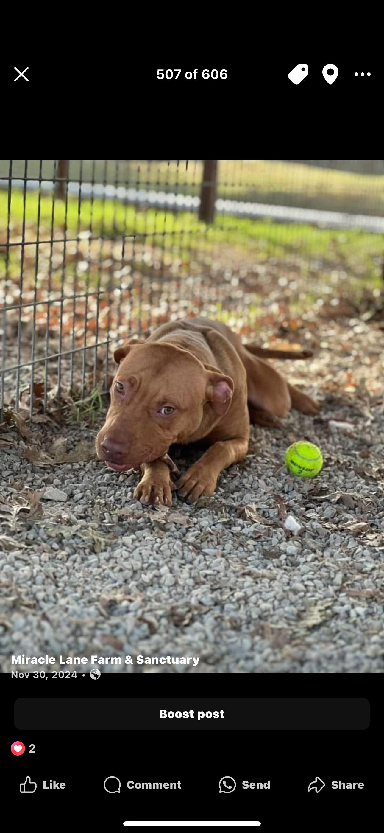 Pumpkin, a Adoptable Mixed Breed in Vassalboro, ME image 2/3