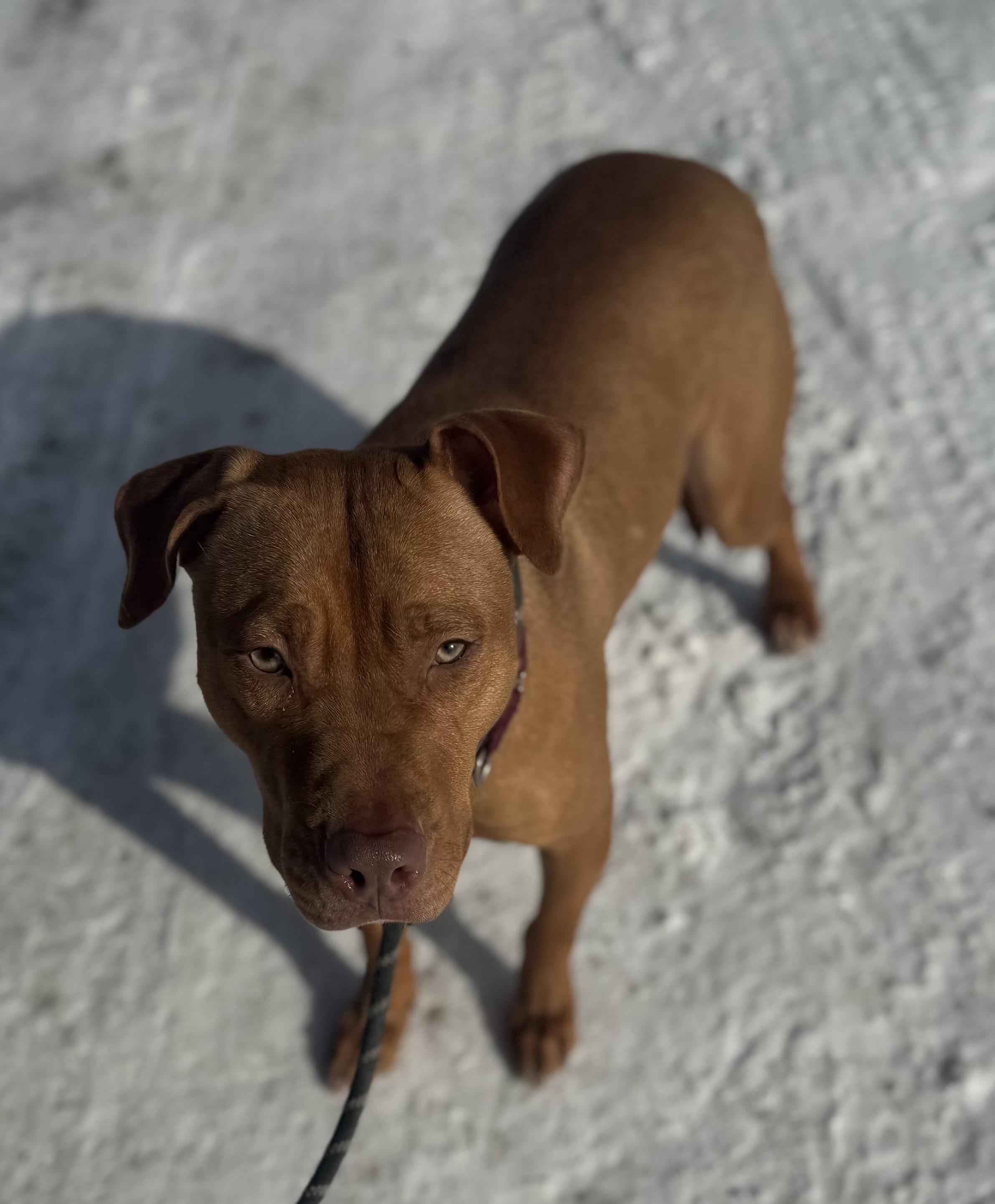 Pumpkin, a Adoptable Mixed Breed in Vassalboro, ME image 3/3