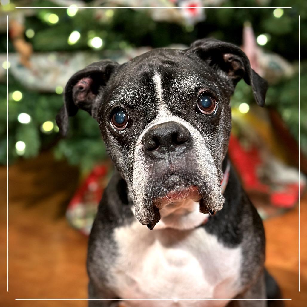 Enlarge Pierre, a Adoptable Boxer in Sinking Spring, PA image 1/6