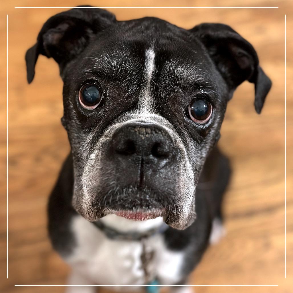 Enlarge Pierre, a Adoptable Boxer in Sinking Spring, PA image 2/6