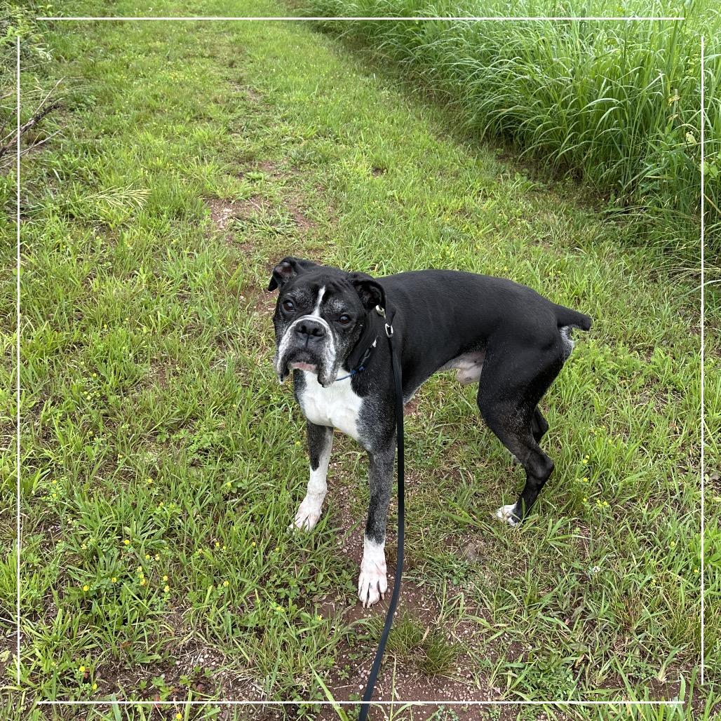 Enlarge Pierre, a Adoptable Boxer in Sinking Spring, PA image 4/6