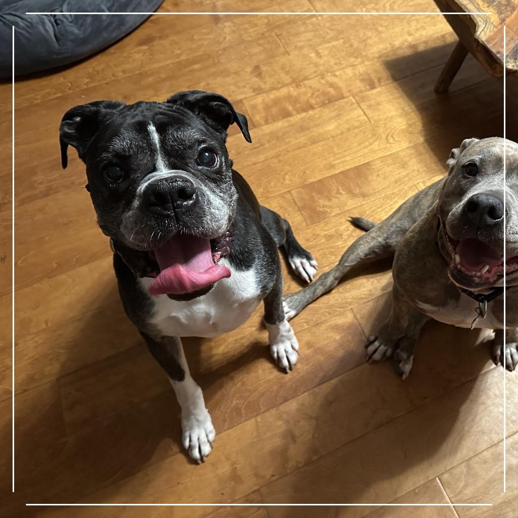 Enlarge Pierre, a Adoptable Boxer in Sinking Spring, PA image 5/6