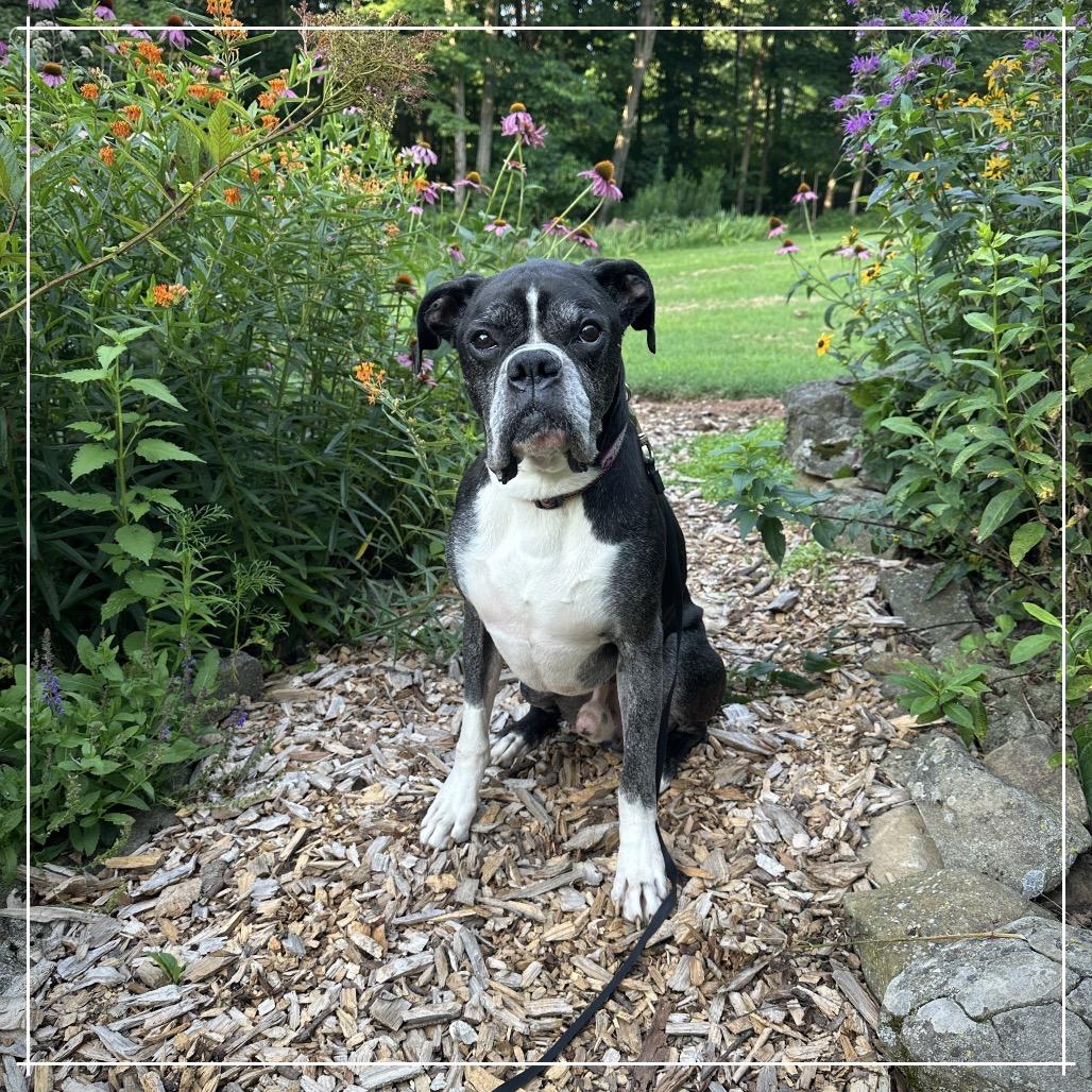 Enlarge Pierre, a Adoptable Boxer in Sinking Spring, PA image 6/6