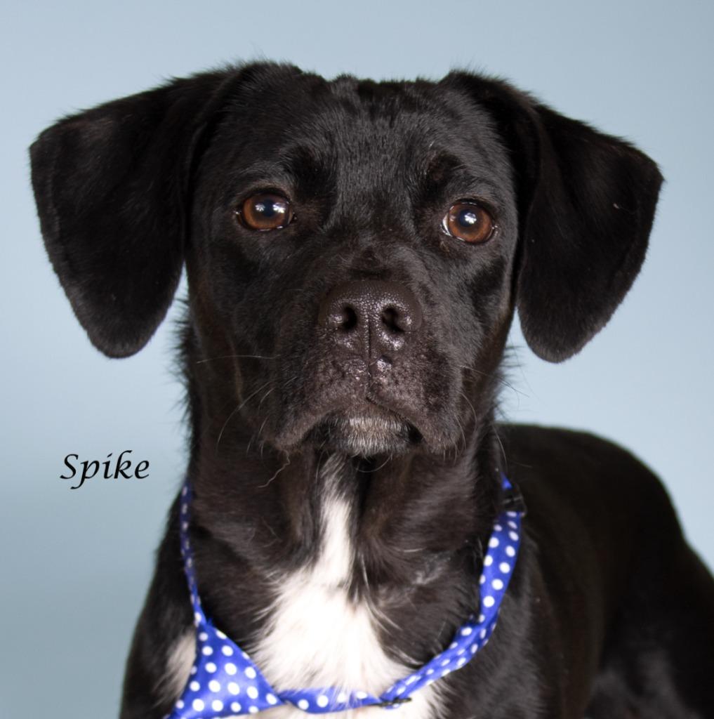 Spike, Adoptable, Adult Male Dachshund & Shepherd.