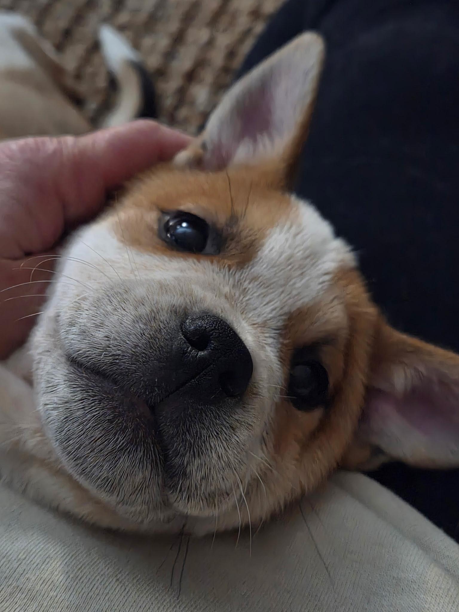 Enlarge Lincoln, an adopted mixed breed in Jeffersonville, IN image 2/5