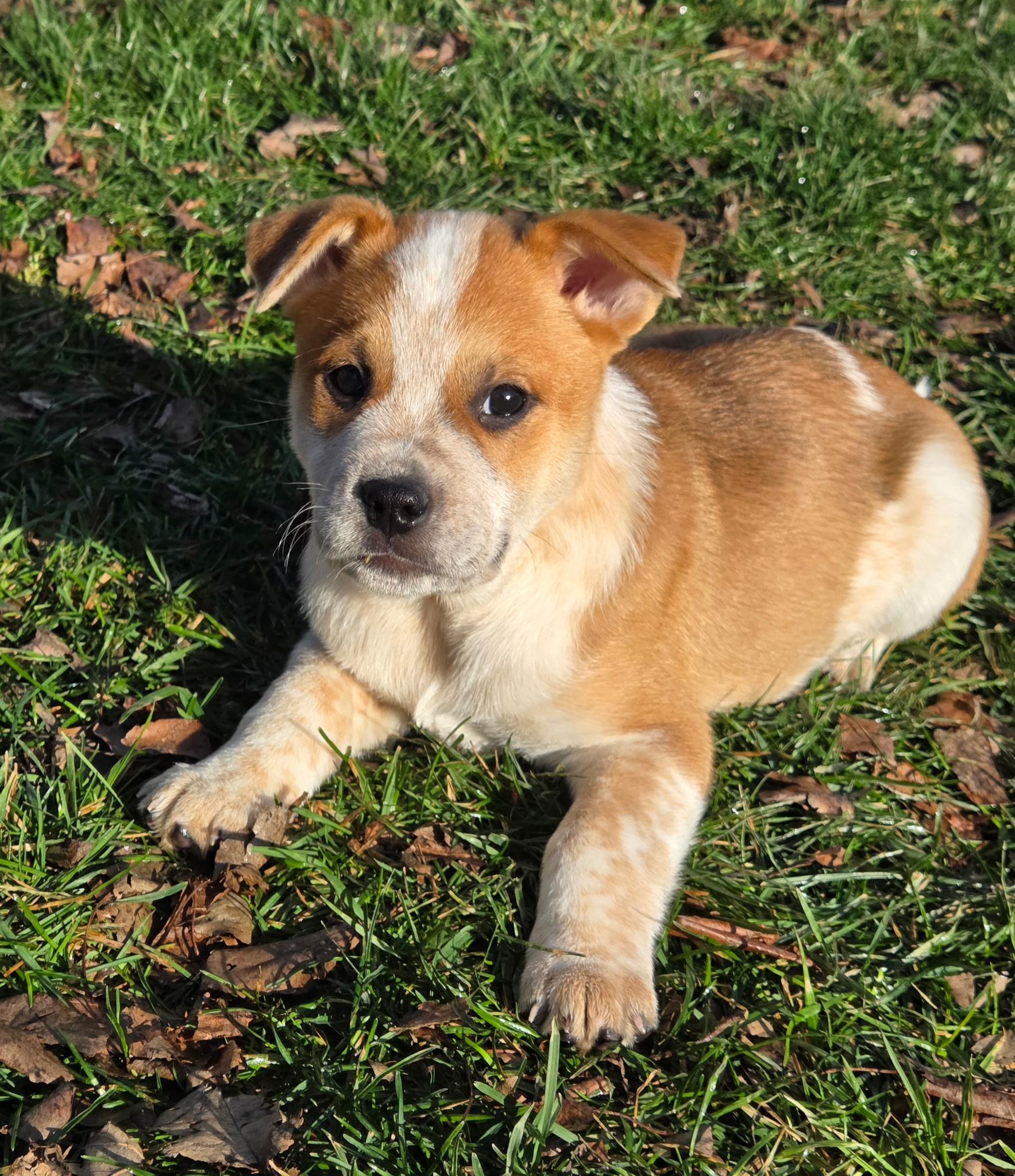 Enlarge Lincoln, an adopted mixed breed in Jeffersonville, IN image 1/5