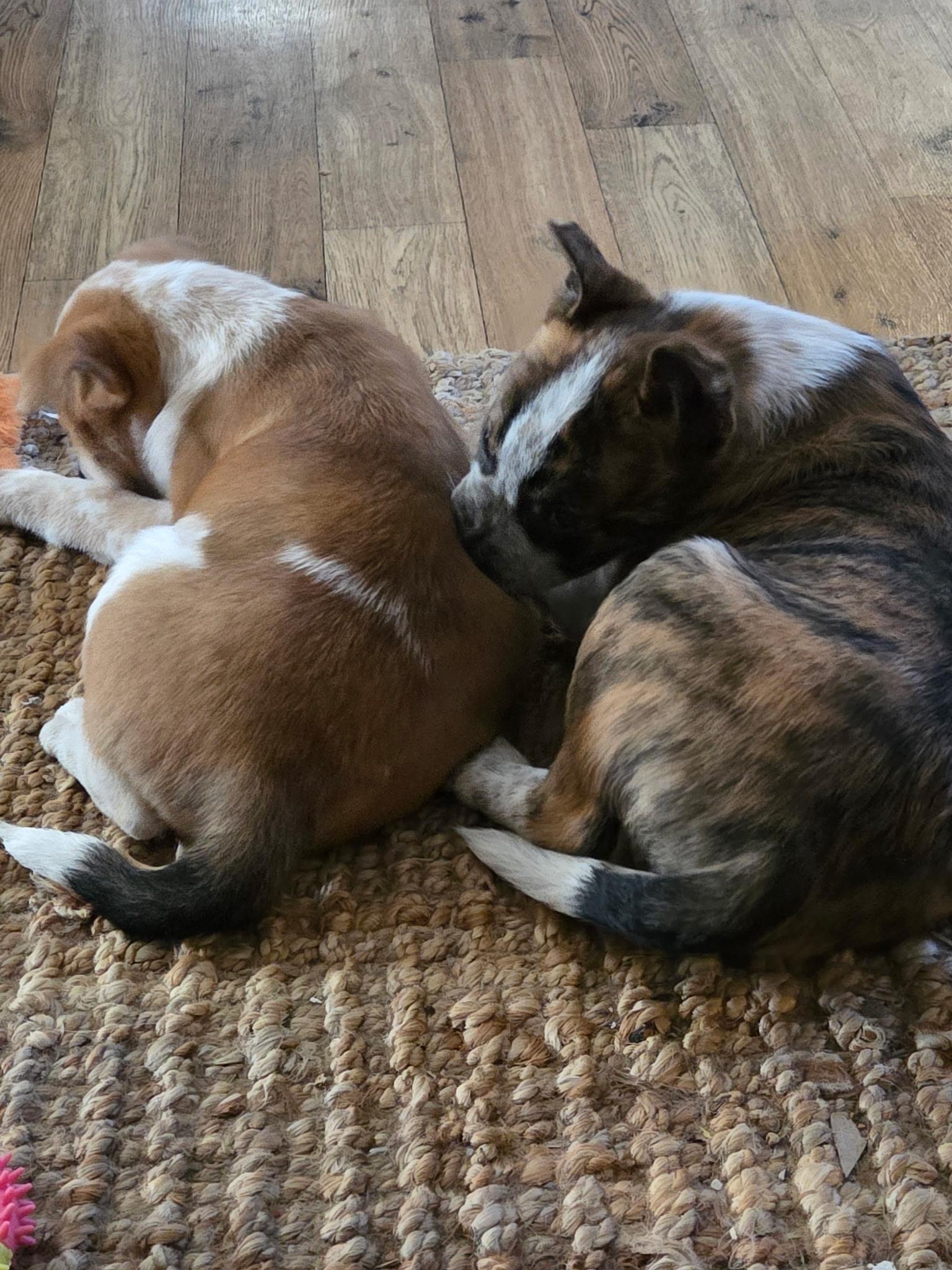 Enlarge Lincoln, an adopted mixed breed in Jeffersonville, IN image 5/5