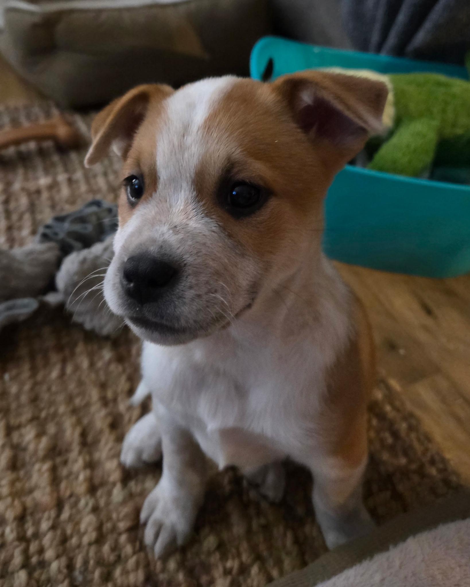 Enlarge Lincoln, an adopted mixed breed in Jeffersonville, IN image 4/5