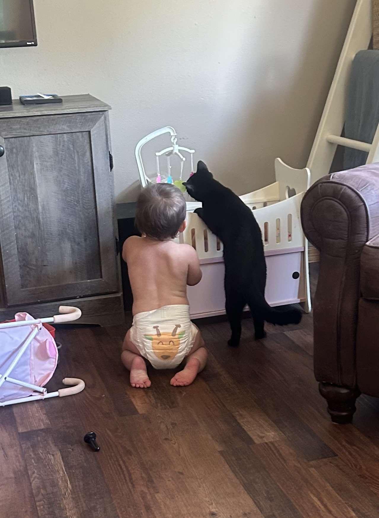 Enlarge June, a Adopted Domestic Short Hair in Alexandria, MN image 1/3