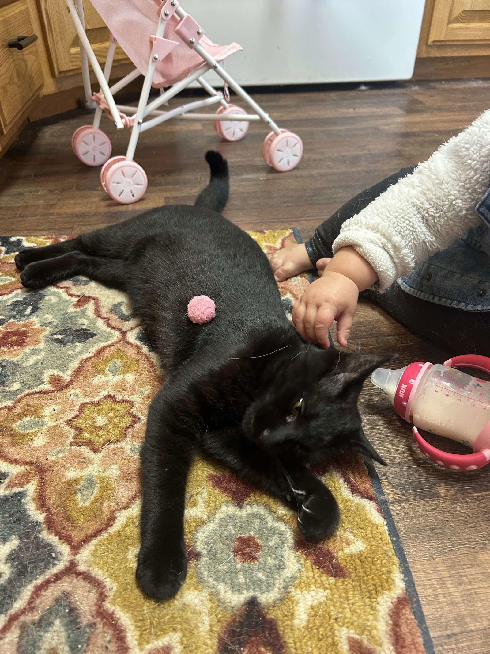 Enlarge June, a Adopted Domestic Short Hair in Alexandria, MN image 3/3