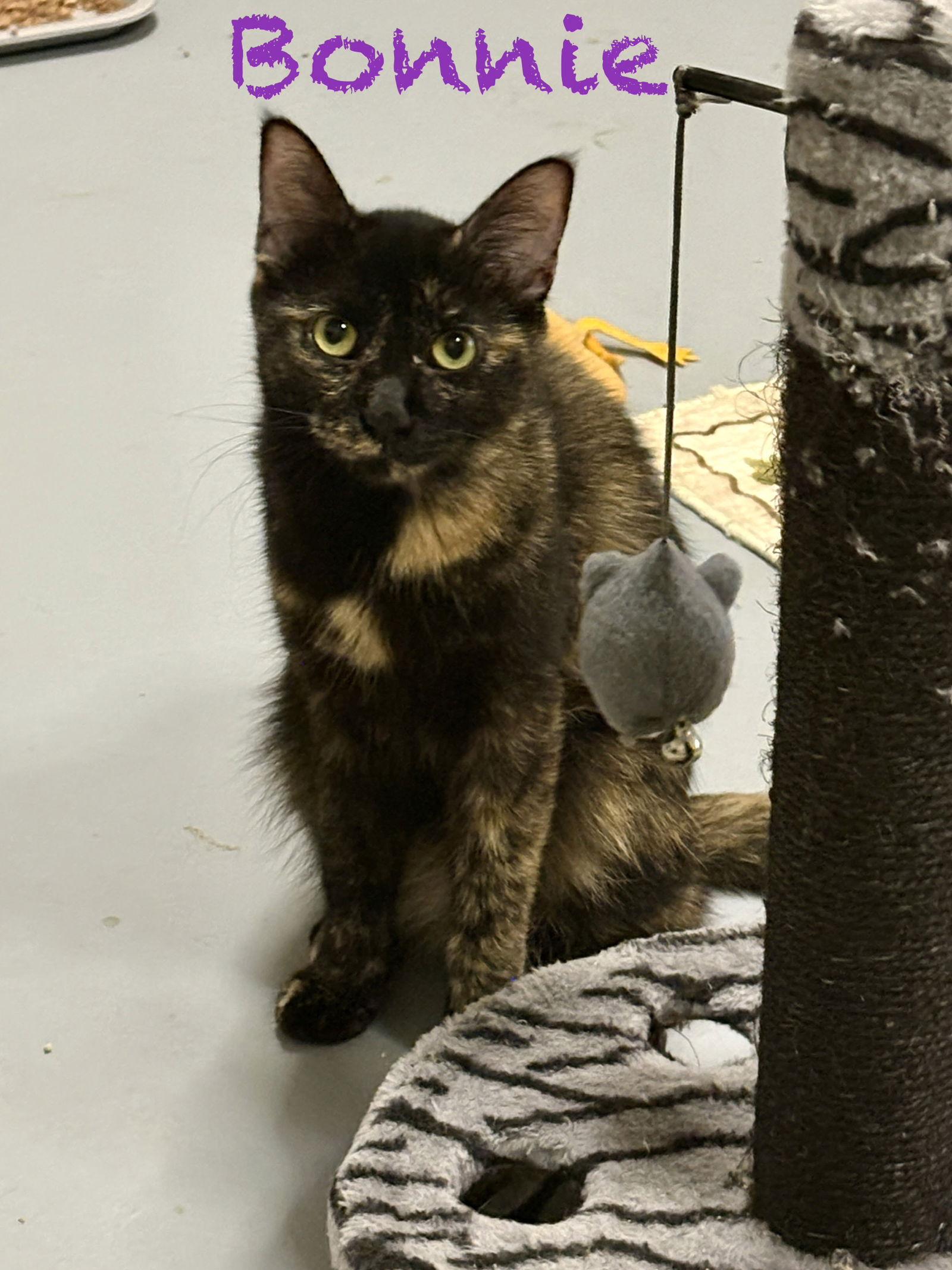 Enlarge Bonnie, a Adoptable Tortoiseshell in Phoenix, AZ image 1/3
