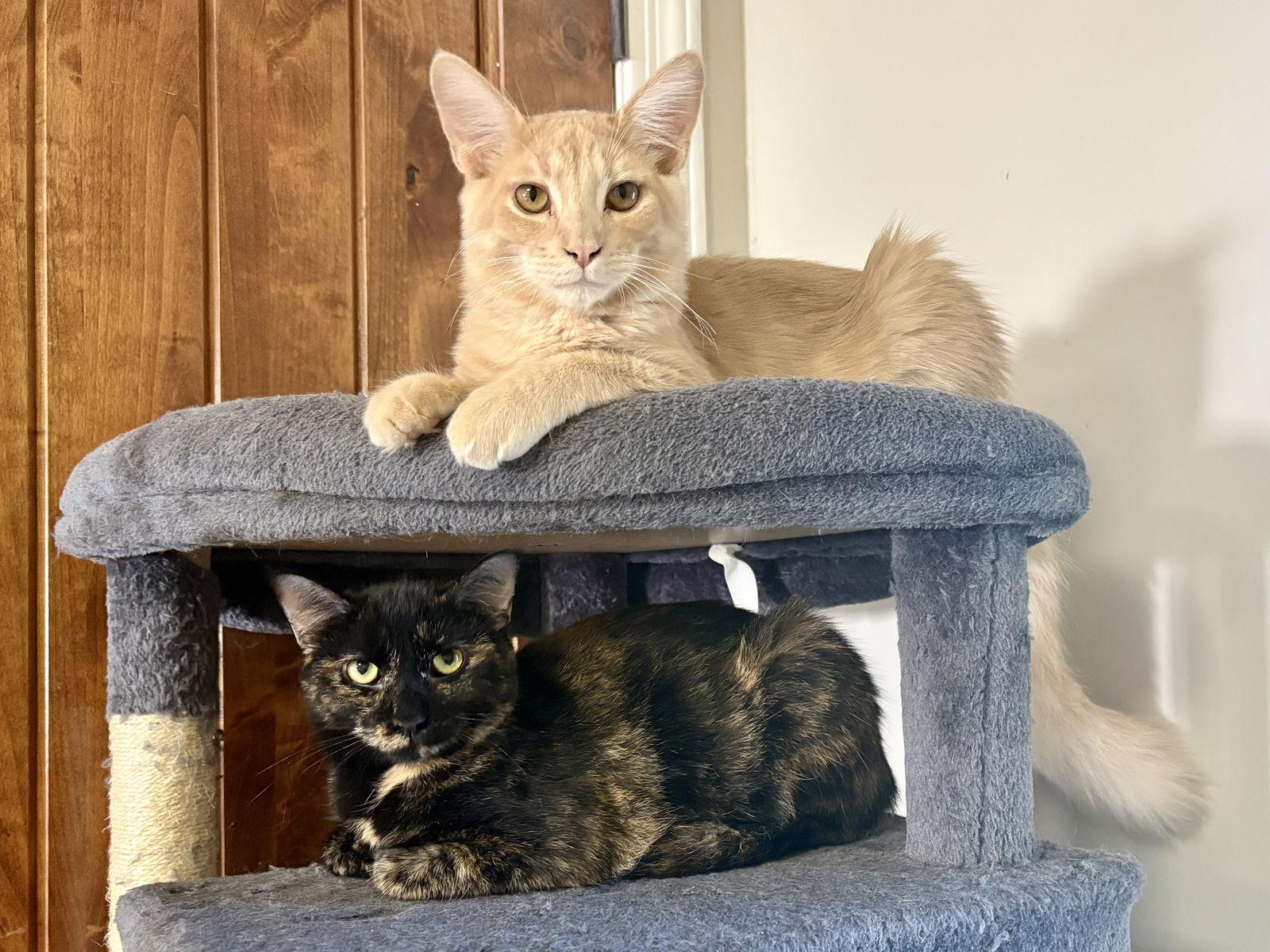 Enlarge Bonnie, a Adoptable Tortoiseshell in Phoenix, AZ image 2/3