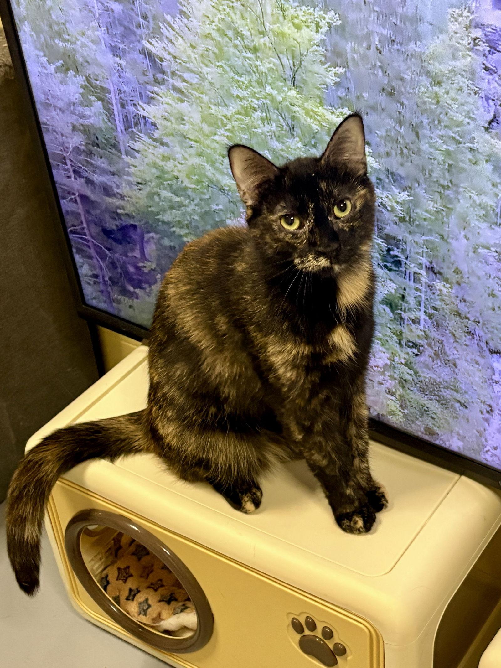 Enlarge Bonnie, a Adoptable Tortoiseshell in Phoenix, AZ image 3/3