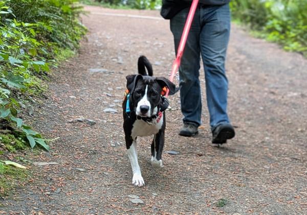 Arrow, Adoptable, Adult Female Pit Bull Terrier & Greyhound.