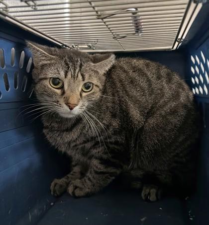 Eleana, Adoptable, Adult Female Domestic Short Hair & Domestic Short Hair.