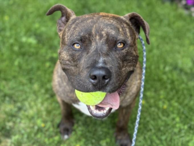 BAGEL, Adoptable, Adult Male Pit Bull Terrier.