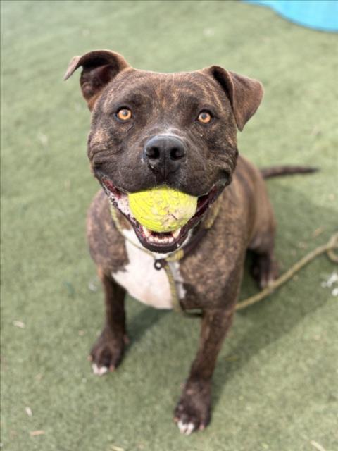 BAGEL, Adoptable, Adult Male Pit Bull Terrier.