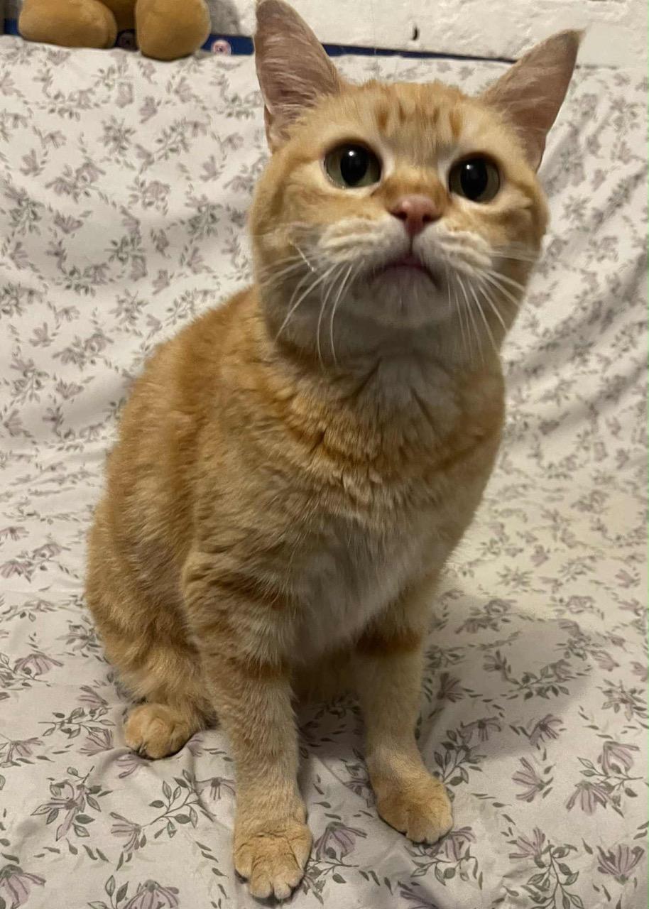 Sophie, a Adoptable Tabby in Laguna Beach, CA image 1/5