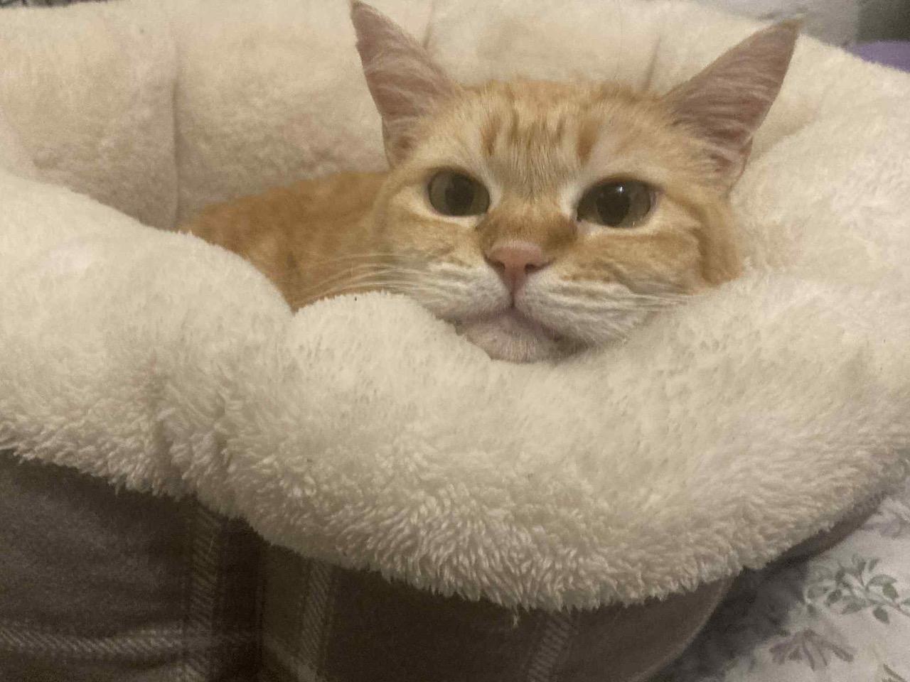 Sophie, a Adoptable Tabby in Laguna Beach, CA image 2/5