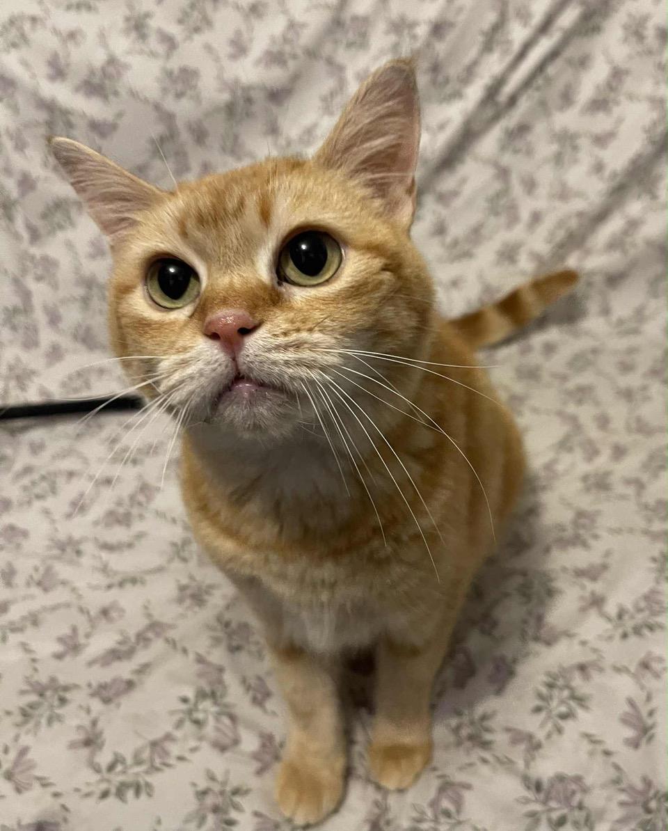 Sophie, a Adoptable Tabby in Laguna Beach, CA image 3/5