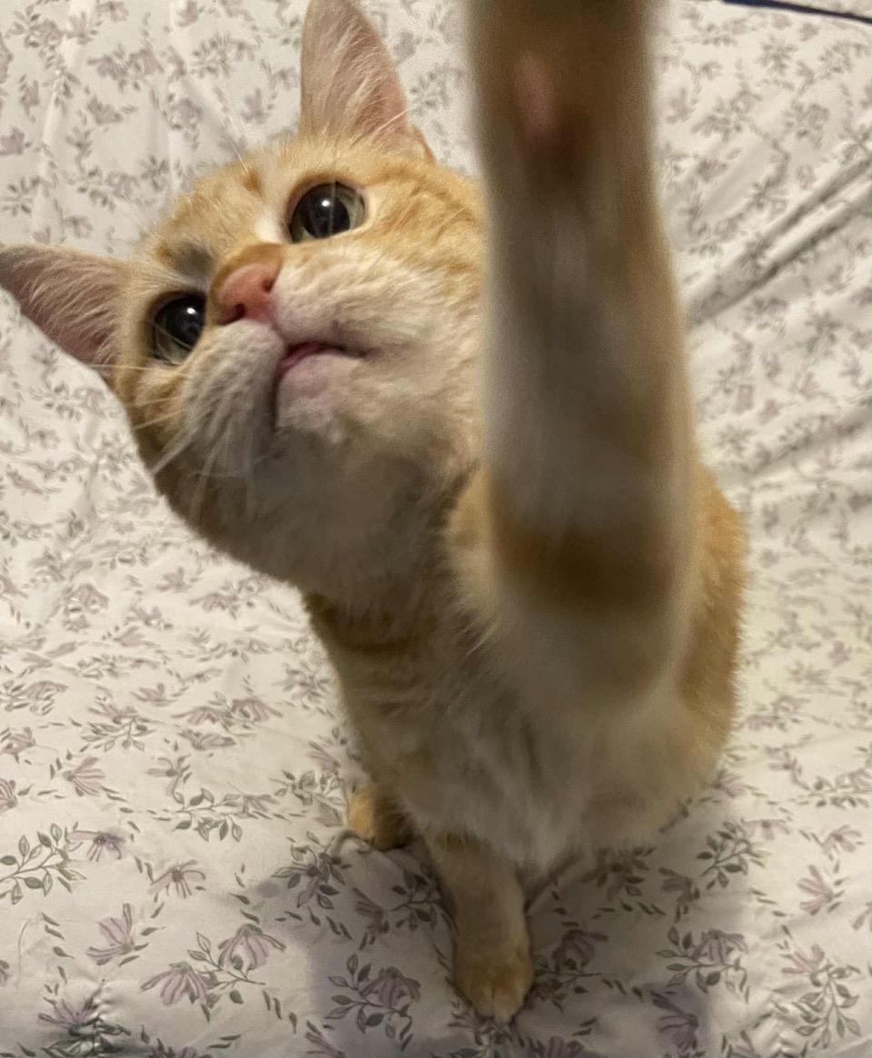 Sophie, a Adoptable Tabby in Laguna Beach, CA image 4/5