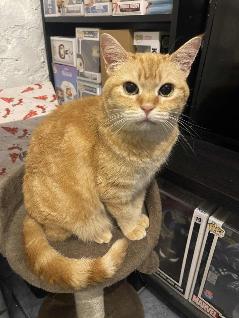 Sophie, a Adoptable Tabby in Laguna Beach, CA image 5/5