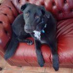 Andy--Energetic Guy Available With Vet Care Support for Life!