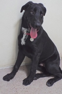 Enlarge Andy--Energetic Guy Available With Vet Care Support for Life!, an adoptable Labrador Retriever in Green Valley, AZ image 1/6