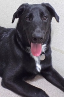 Enlarge Andy--Energetic Guy Available With Vet Care Support for Life!, an adoptable Labrador Retriever in Green Valley, AZ image 3/6