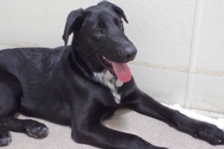 Enlarge Andy--Energetic Guy Available With Vet Care Support for Life!, an adoptable Labrador Retriever in Green Valley, AZ image 4/6